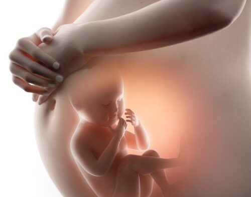 妊娠中の胎児の様子